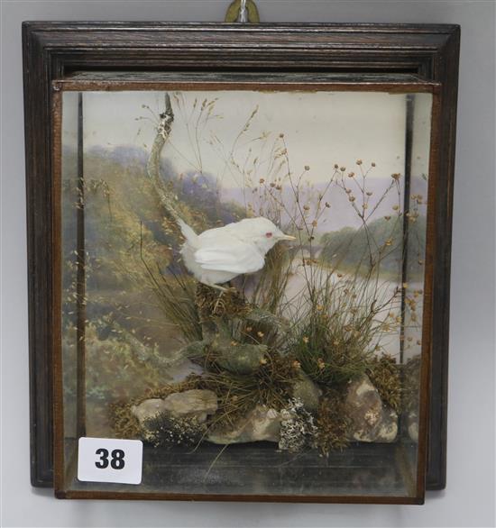 A taxidermy Albino wren, in glazed case